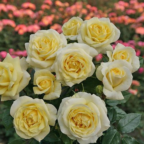 Žlutá - Stromkové růže, květy kvetou ve skupinkách - stromková růže s rovnými stonky v koruně